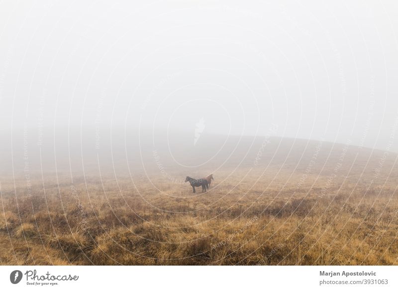 Pferde auf einer nebligen Wiese Tier Tiere Herbst schön Schönheit schwarz braun Windstille Landschaft Morgendämmerung heimisch Bauernhof Ackerland Feld Nebel