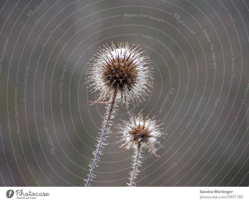 Winterliche Klette vor braunem Hintergrund Wald Makro Außenaufnahme Natur Jahreszeit kalt reif Pflanze Nahaufnahme Tag Frost Farbfoto Menschenleer Umwelt