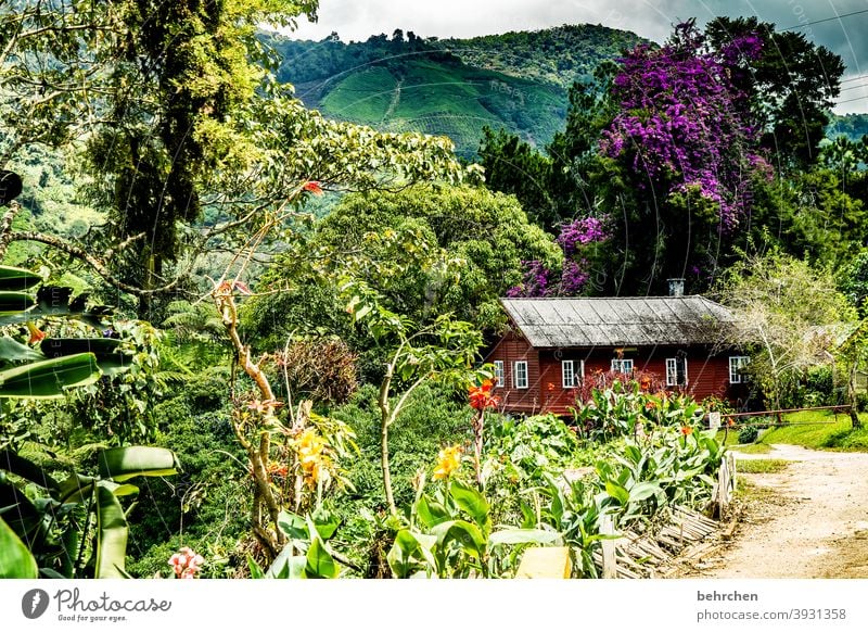 märchenwelt wohnen Alltag Leben Garten Umwelt Klimawandel Teepflücker Umweltschutz Himmel Wolken Fernweh Pflanze Nutzpflanze Ferne Freiheit