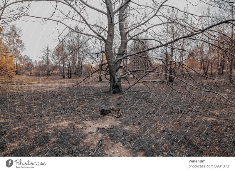 16. Juli 2019 , Wald nach dem Brand vom 08.06.2019 in der Nähe von Jüterbog und Luckenwalde Waldboden verbrannt Sommer Waldbrand Baum Bäume tote Bäume verkohlt