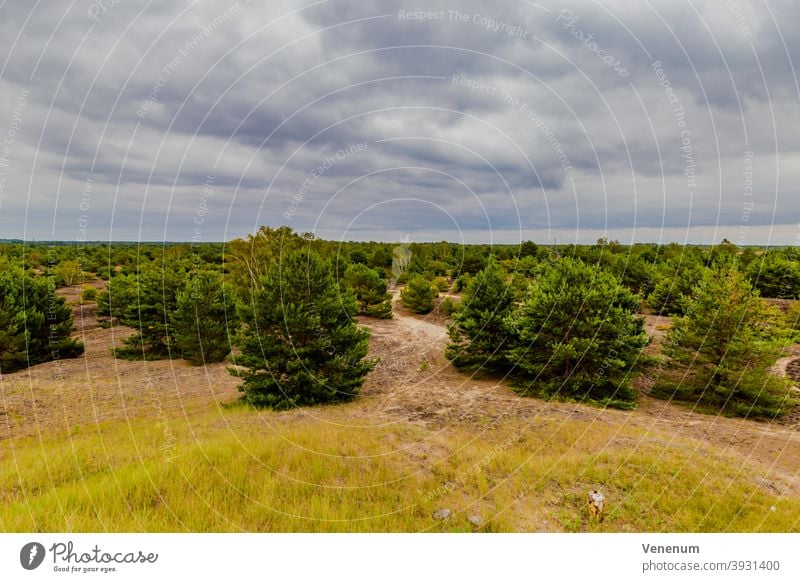 Latschenkieferwald im Sommer Wälder Baum Bäume Waldboden Bodenanlagen Unkraut Bodenbewuchs Kofferraum Rüssel Baumstämme Natur Landschaft Deutschland