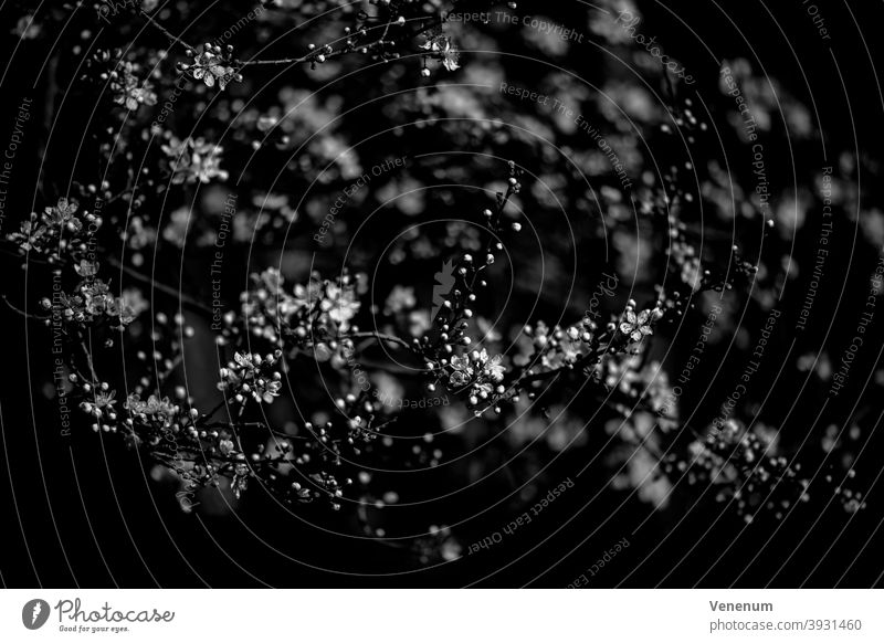 Pflaumenbaum blüht im Frühling , Schwarz und Weiß Blumen Pflaumenbäume Überstrahlung Frühlingswetter blühte Baumkrone farbenfroh farbig Prunus domestica