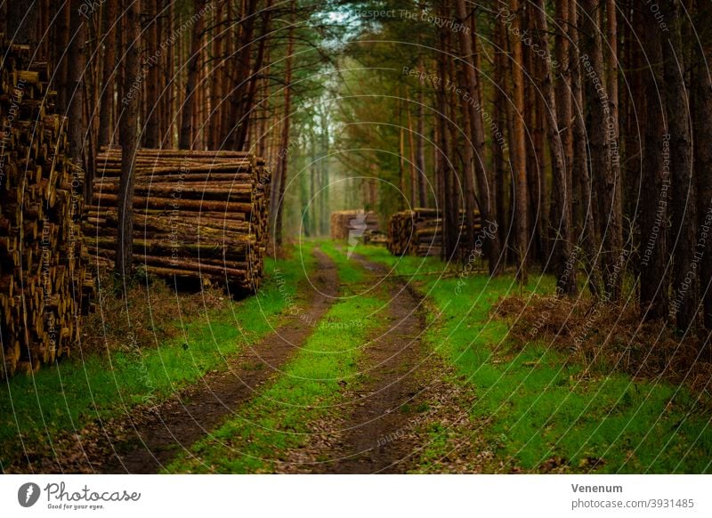 Waldweg im Frühling , Weg mit Gras bewchsen , am Rande des Weges Holzpolder Schneise Wälder Baum Bäume Wiese Ast Niederlassungen Brücke Brücken Licht Schatten