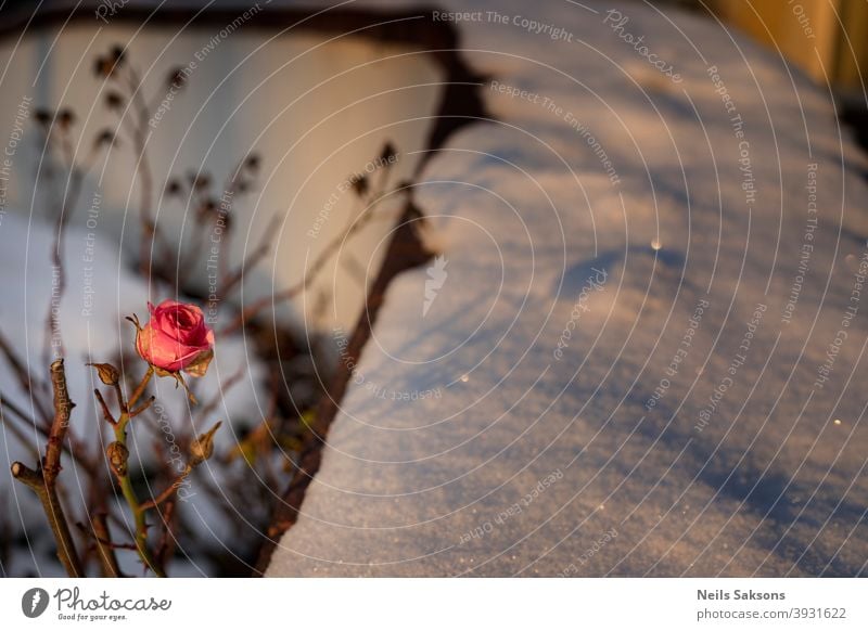 Rose, Schatten, Schnee in goldenen Winter Sonnenuntergang Licht Alterungsprozess Herbst Hintergrund Holzplatte Weihnachten Nahaufnahme kalt Konzept Textfreiraum