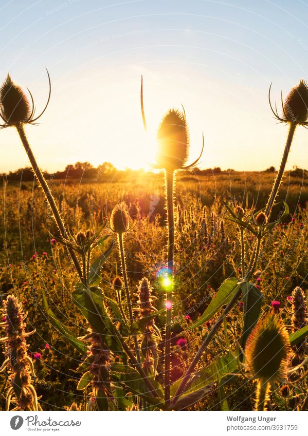 Blumen bei Sonnenuntergang am napoleonstein in jena Pflanzen Jena im Freien Natur Licht Hintergrundbeleuchtung