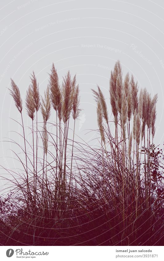 weiße Blume Pflanzen in der Natur im Winter Saison Himmel Silhouette sehr wenige Garten geblümt Flora natürlich romantisch Schönheit Zerbrechlichkeit Frische