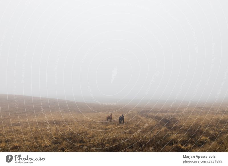 Pferde auf einer nebligen Wiese Tier Tiere Herbst schön Schönheit schwarz braun Windstille Landschaft Morgendämmerung heimisch Bauernhof Ackerland Feld Nebel