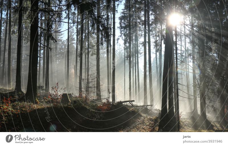 Lichtblick Wald Sonne Sonnenaufgang Sonnenstrahlen Bäume Nebel Morgen Baum Landschaft Natur Sonnenlicht Außenaufnahme Farbfoto Gegenlicht Umwelt Menschenleer