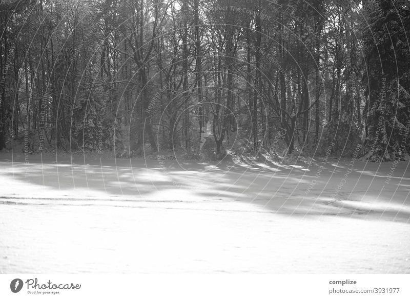 Schwarzweiß Wald im Winter - 1600 Schnee Fährte Pulverschnee laufen wandern Outdoor kalt verlaufen düster Schwäbische Alb Winterwald Schneewald Schneedecke