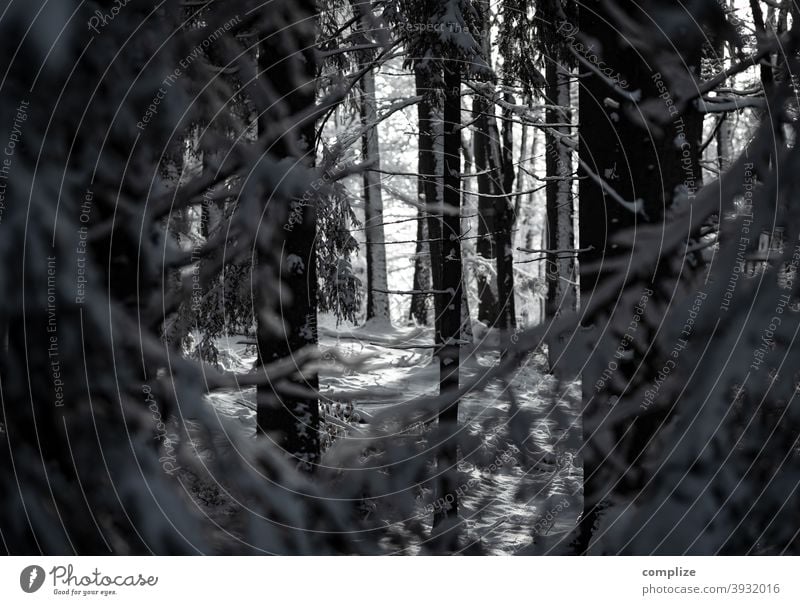 Winterwald Schnee Fährte Pulverschnee weiß laufen wandern Outdoor Wald kalt verlaufen düster Schwäbische Alb Schneewald Schneedecke