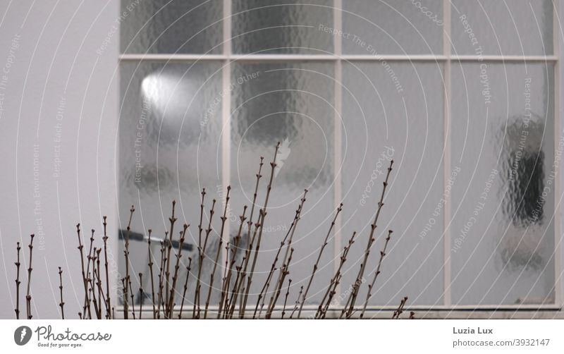 Kahle Zweige vor dem Fenster, hinter den Scheiben der Lenker eines Rollers und Licht kahl Zweige u. Äste Außenaufnahme Menschenleer Tag Winter Fensterscheibe