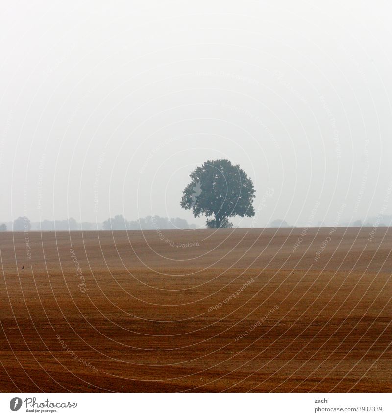 Einzelänger Gedeckte Farben Traurigkeit braun nass kalt verblüht Linie Feld Wiese Baum Pflanze Herbst Regen Natur Landschaft Winter Erde schlechtes Wetter