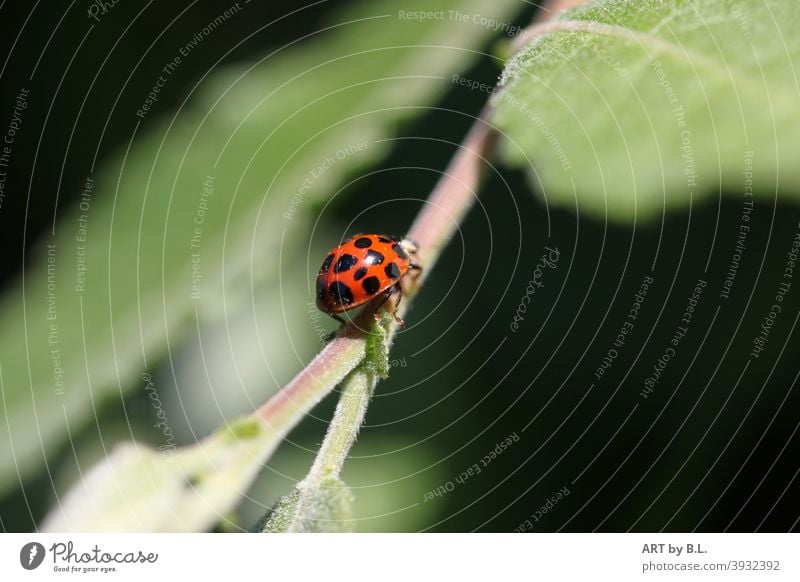 Käfer auf Entdeckungstour käfer marienkäfer weg way nahrungssuche nahaufnahme blätter garten natur insekt pflanze stengel