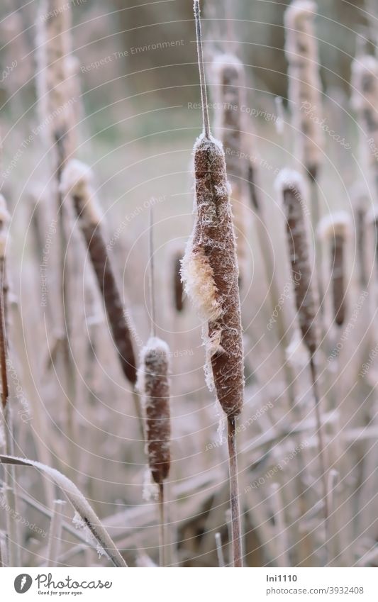 Rohrkolben mit Raureif überzogen am Tümpel Frost Winter Lampenputzergras Wasserpflanze Typha maxima Fruchtschmuck Samen Winterruhe Teichpflanze Biotop