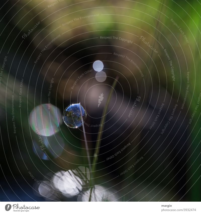 aufgeblasen | Seifenblase Gras grün Natur Sommer Rasen Halm Wiese Pflanze Blume Außenaufnahme Lichterscheinung lens flair Kugel rund Kreis Makroaufnahme