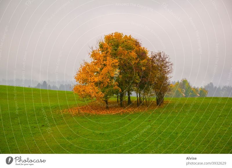 grün rot gelb Bäume acht asiago Vicenza Europa Italien Plateau Alpen Berge Blätter Herbst fallen Gelassenheit Erholung Frieden gold wandern saisonbedingt