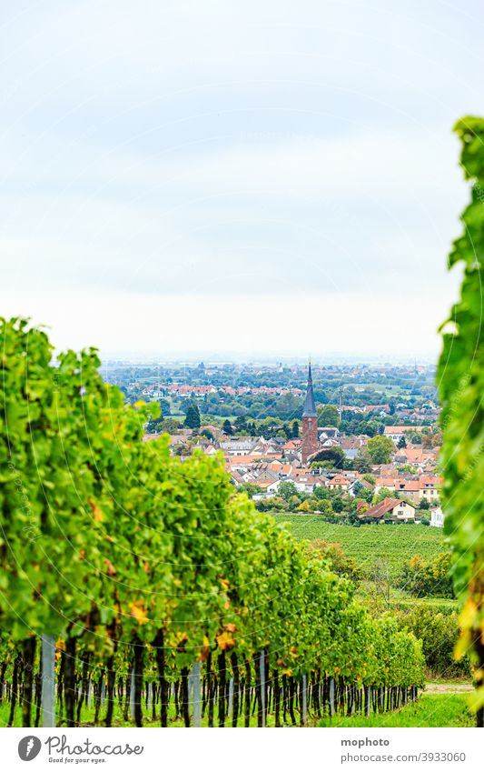 Weinberge, Deidesheim (Pfalz), Deutschland Kirche Landschaft Natur ausblick ausflugsziel bewölkt deidesheim dorf grün landwirtschaft morgen morgens nebel