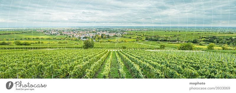 Weinberge, Deidesheim (Pfalz), Deutschland Kirche Landschaft Natur ausblick ausflugsziel bewölkt deidesheim dorf grün landwirtschaft morgen morgens nebel