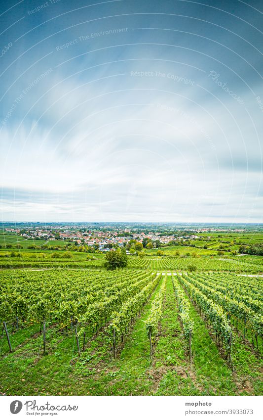 Weinberge, Deidesheim (Pfalz), Deutschland Kirche Landschaft Natur Ausblick Ausflugsziel wolkig deidesheim Dorf grün Ackerbau Morgen morgens Nebel Panorama