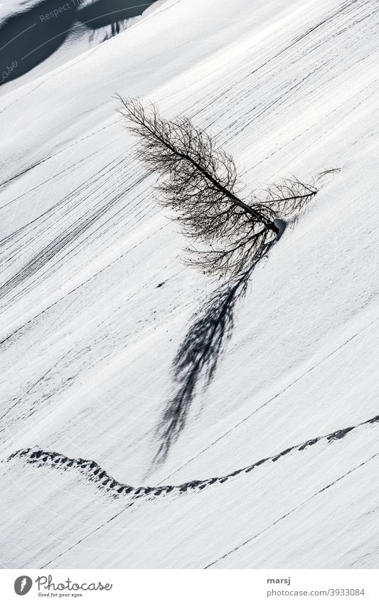 Nicht alle sind so, wie sie sollen. Manchmal hilft es, aus der Reihe zu tanzen. Schneefeld mit Spur und schiefer Lärche. Spuren im Schnee Winterzauber