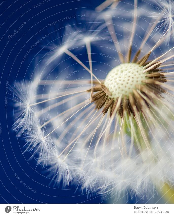 Nahaufnahme eines Löwenzahnsamenkopfes Löwenzahn-Samenkopf Sommer Natur weiß Makroaufnahme filigran Detailaufnahme Sporen Blauer Hintergrund