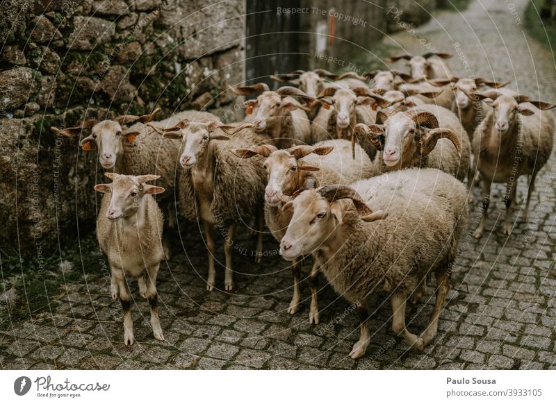 Gruppe von Schafen Herde Nutztier Wiese Tiergruppe Außenaufnahme Schwarm Farbfoto Landschaft Menschenleer Gras Tag Wolle Ackerbau Schafswolle Umwelt Natur