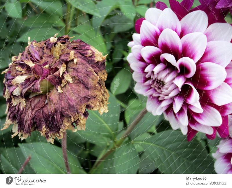 Verwelkte Blume und frische Blume nebeneinander Blüte verwelkt lebendig vertrocknet Vergänglichkeit Leben Leben und Tod Carpe diem Natur draußen Außenaufnahme