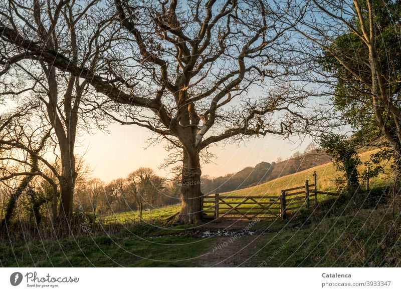 Knorrige Bäume bewachen das Gattertor zwischen den Wiesen  durch die der Wanderweg führt Natur Zaun Tor Weiden Gras ,Weg ,wandern Himmel Winter Grün Blau Gelb