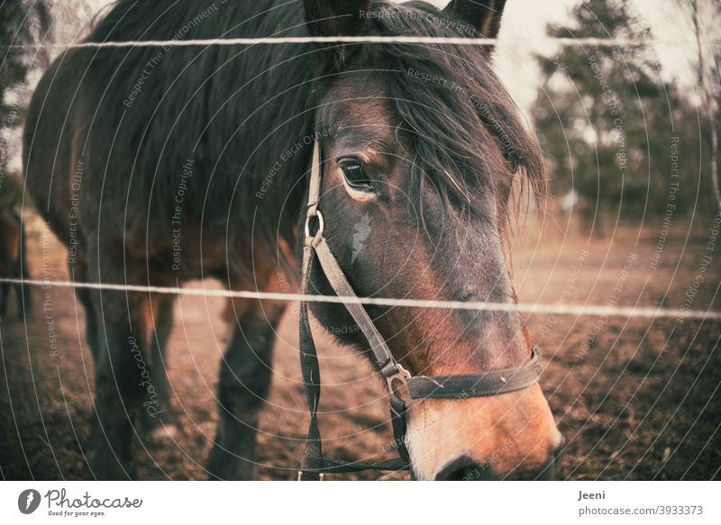 Perd auf der Weide Pferd Pferde Pferdeschwanz Pferdekopf Mähne Pferdezucht Tier Außenaufnahme Tierporträt braun Natur Farbfoto Tiergesicht wild stehen Tag