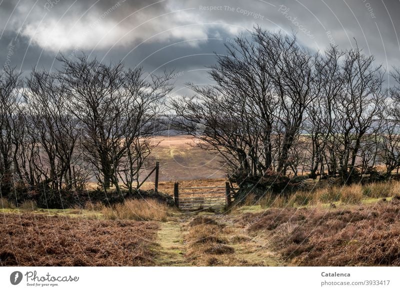 Der Weg führt durch das Tor  in der wild gewachsenen Hecke, von einer Weide zur nächsten in der Hochmoorlandschaft Tageslicht Landschaft kalt Winter Himmel Gras