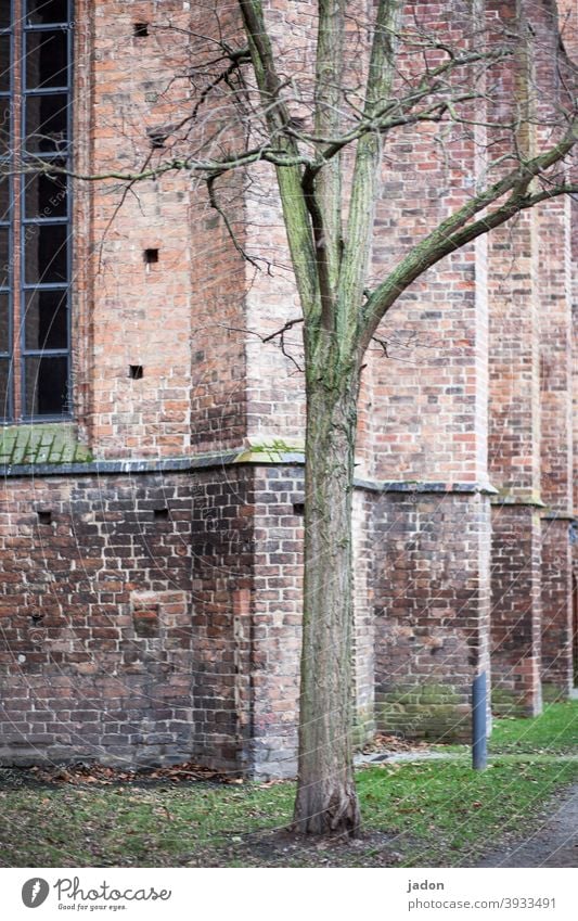 alleinstehender baum mit immobilie im hintergrund. sucht sie. Baum Wand Kirche Kirchenfenster Kloster Religion & Glaube Fenster Menschenleer Christentum