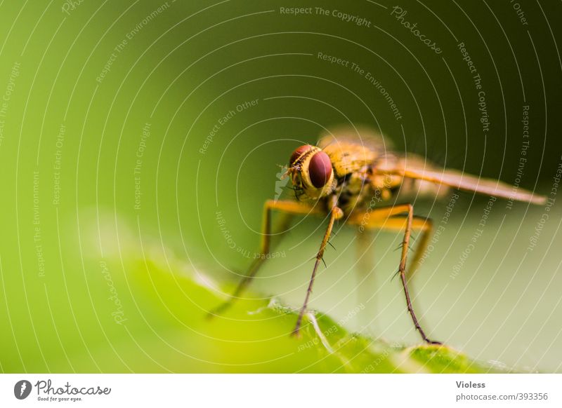 Platz in der Sonne Fliege beobachten fliegen stachelig grün Brachycera Zweiflügler Kopf Auge Facettenauge Farbfoto Makroaufnahme Schwache Tiefenschärfe