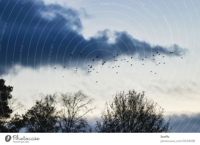 noch einmal über den Bäumen kreisen bevor es dunkel wird Vögel Vogelschwarm melancholisch Vogelflug Vogelschar Schwarm Vogelzug fliegende Vögel poetisch