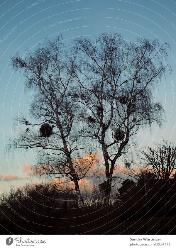 Kahle Baumkrone mit Misteln in winterlicher Dämmerung Himmel Natur blau kahl Landschaft Winter kalt Außenaufnahme Menschenleer Ast Farbfoto Umwelt Tag Pflanze