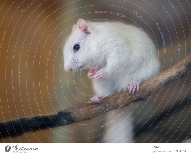 Nettes weißes Albino-Eichhörnchen sitzt auf einem Ast niedlich Fell pelzig Tier wild Haustier Tierwelt Säugetier Nagetiere Natur Holz Sitzen