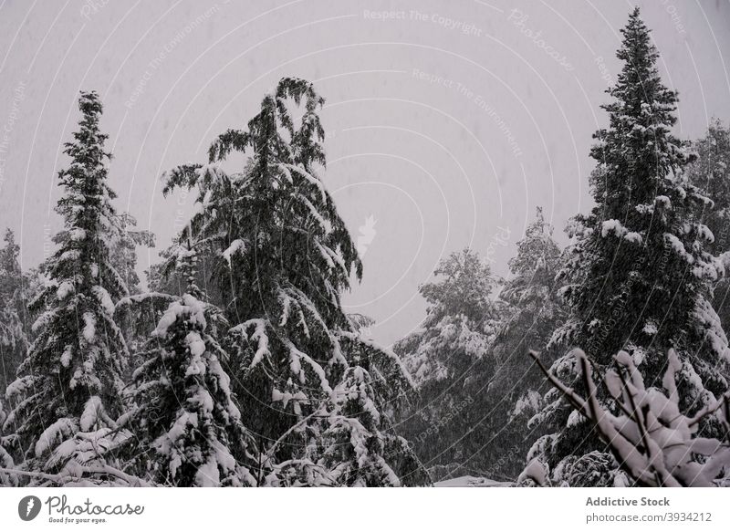 Verschneite Bäume im Winterwald Wald Schneefall Baum Fichte Wälder Wunderland malerisch weiß Natur Saison Umwelt nadelhaltig Immergrün hoch Landschaft kalt