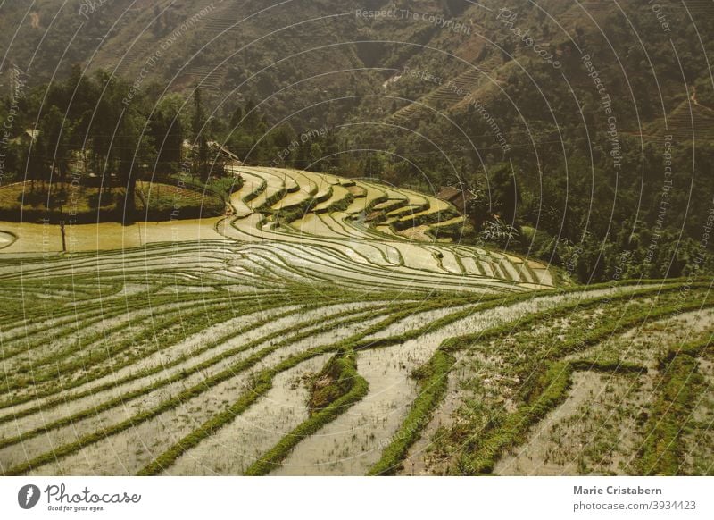 Schöne landschaftliche Ansicht der traditionellen terrassierten Reisfeld in Sa pa, Vietnam Reisterrassen Reisfeld mit Terrassen sa pa vietnam