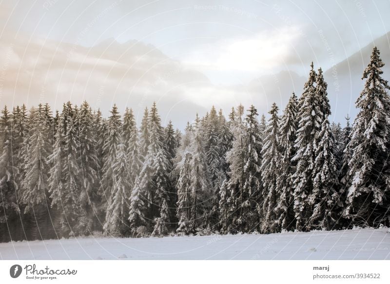 Winterwald mit Bergen im Hintergrund Wintertag Winterstimmung Winterzauber winterlich Schnee kalt Natur Fichtenwald Landschaft Frost Winterurlaub weiß