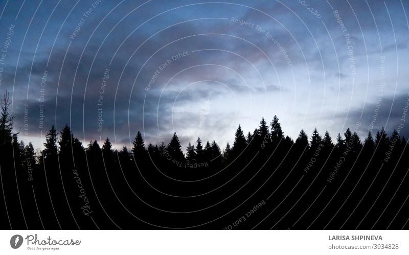 Schwarze Silhouette von Nadelwald auf blauem Hintergrund der Morgendämmerung Himmel mit Zirruswolken. Tops der Bäume über dem Horizont. Natürliche Landschaft mit bunten Sonnenuntergang.