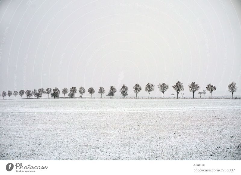 trübes Schneewetter liegt über dem Land links und rechts der Allee mit jungen Ahornbäumen / Winter / Verbindungsstraße / Einsamkeit Ahornbaum Baumallee Feld