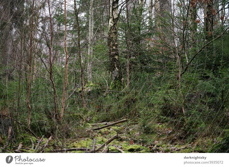 Mischwald mit Birken und Fichten, Totholz und Moosen. Szene Stämme Lichtung Abenteuer ruhig Hang Nadelwald Tannenwald harmonisch Umwelt Pflanze wandern Blume