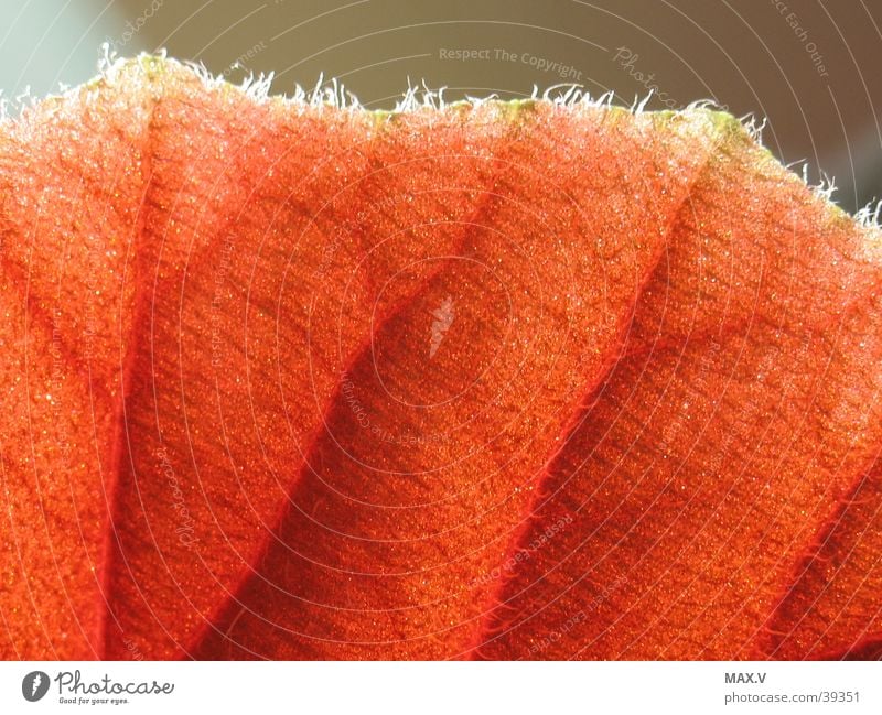 Blick über den Rand Blatt rot braun Gefäße Licht Haare & Frisuren