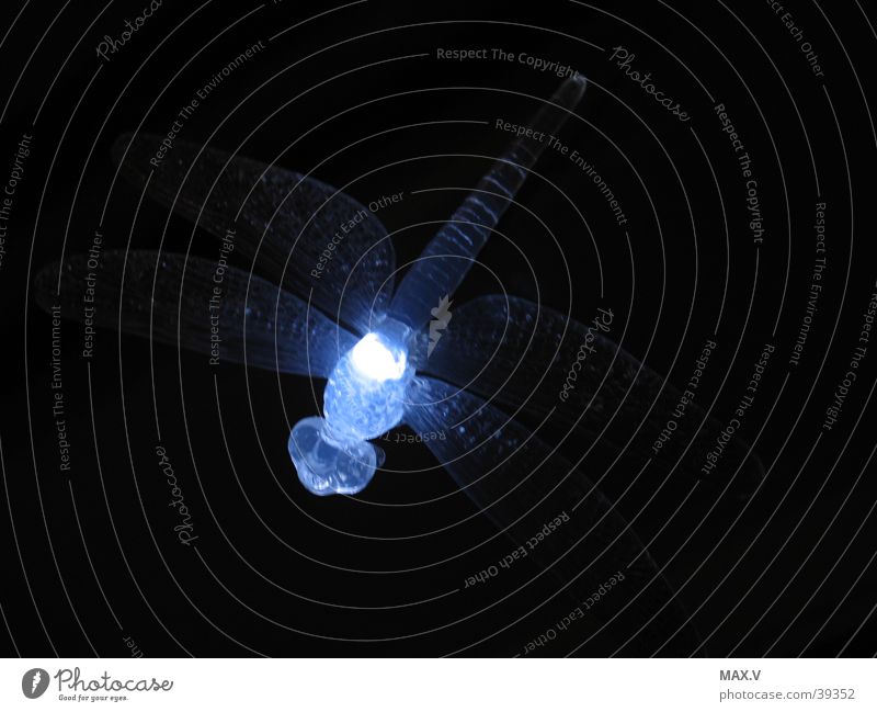 Nachtlibelle Libelle dunkel Licht Tier schwarz blau