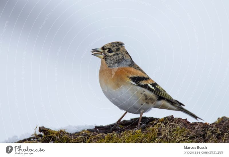 Bergfink,  Nordfink, brambling, Fringilla montifringilla, Bergfink oder Nordfink (Fringilla montifringilla) Fink nordisch Finken Vogel Tier Voegel Zugvogel