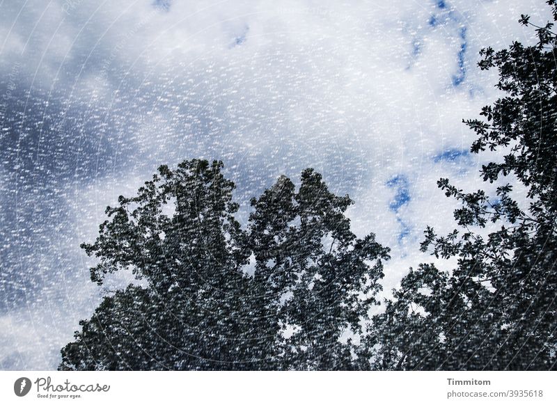 Sommer und Wärme Sonnenschirm Bespannung Himmel Wolken blau warm Bäume Tag Außenaufnahme Schönes Wetter Doppelbelichtung Sonnenschutz