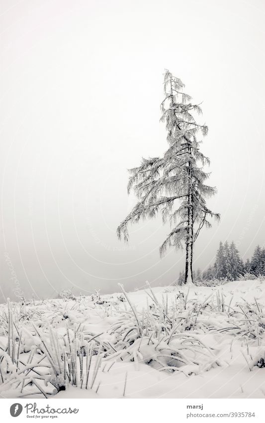 Schon wieder eine Lärche, auch dieses mal ohne Lerche, die sich stolz dem Winter und dem rauhen Wetter widersetzt Baum Nadelbaum Pflanze Natur Wetterumschwung