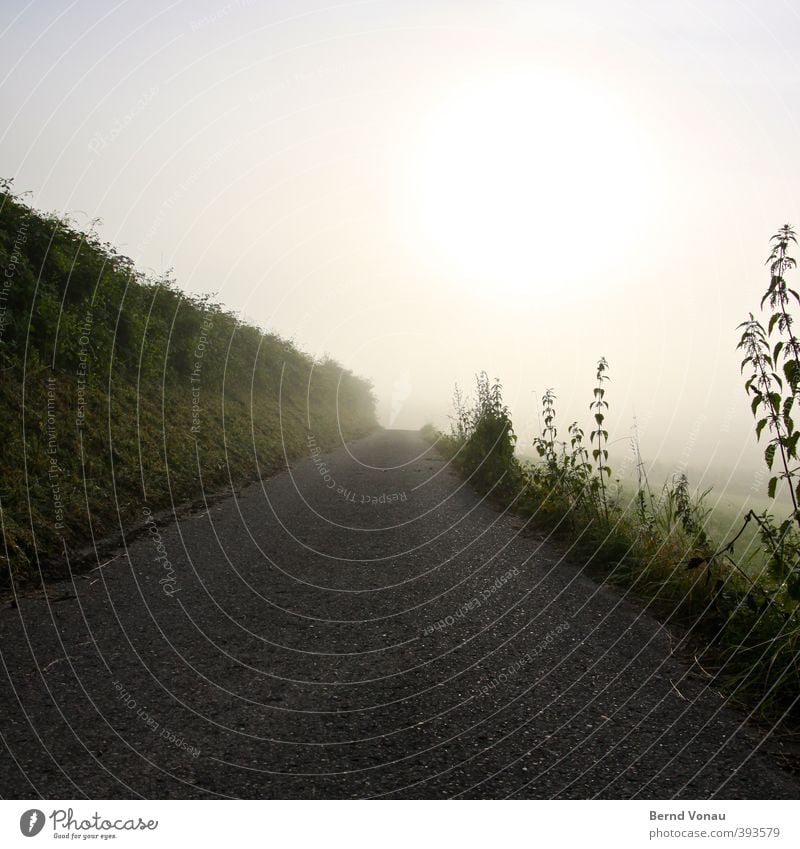 Der Weg zum LD Natur Himmel Sonne Sonnenlicht Pflanze Gras Sträucher Brennnessel Feld Hügel Wege & Pfade Asphalt Erholung Blick hell blau gelb grau grün schwarz