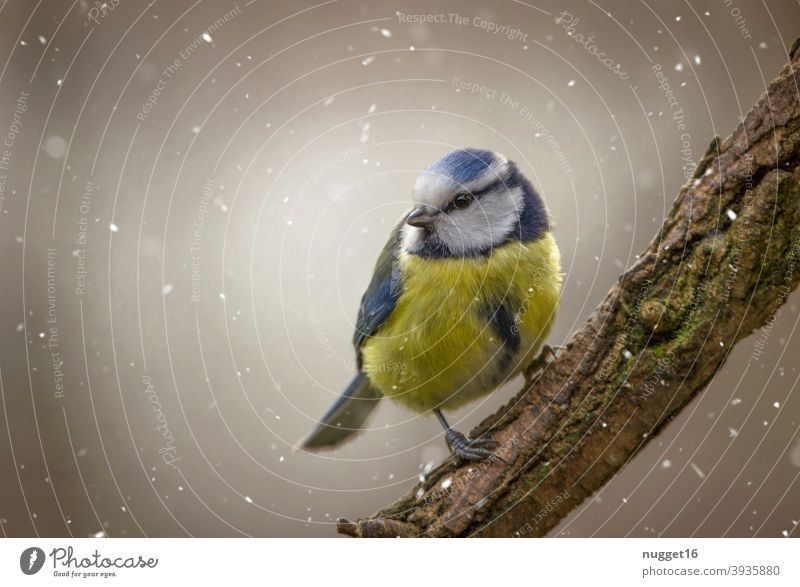 Blaumeise auf Ast Vogel Natur Tier Außenaufnahme Farbfoto 1 Wildtier Tierporträt Umwelt natürlich Tag Menschenleer Schwache Tiefenschärfe Ganzkörperaufnahme