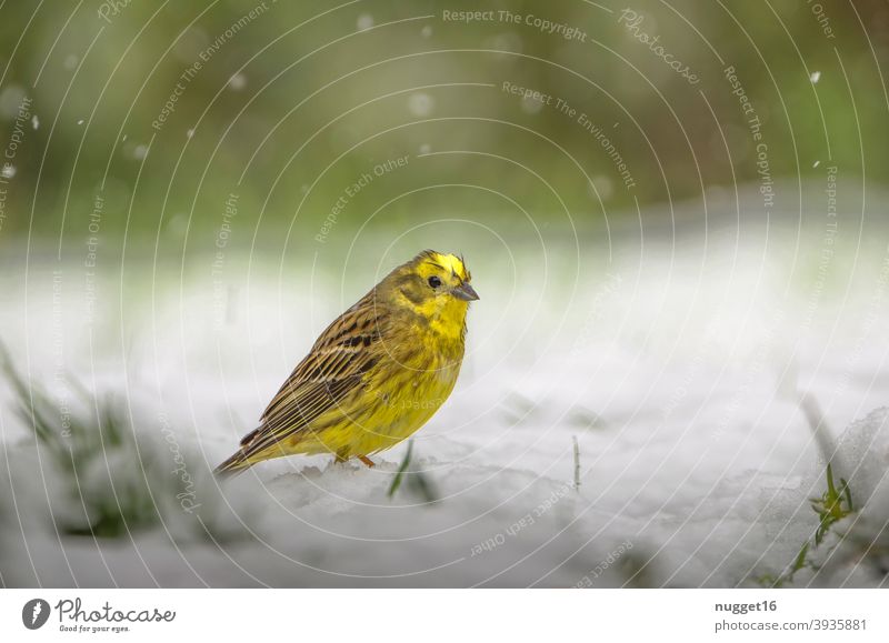 Goldammer im Schnee Natur Tier Außenaufnahme Farbfoto 1 Wildtier Tierporträt Umwelt natürlich Tag Menschenleer Schwache Tiefenschärfe Ganzkörperaufnahme grau