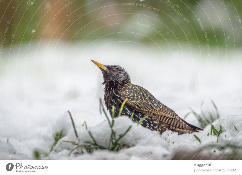 Star im Schnee Natur Tier Außenaufnahme Farbfoto 1 Wildtier Tierporträt Umwelt natürlich Tag Menschenleer Schwache Tiefenschärfe Ganzkörperaufnahme grau braun